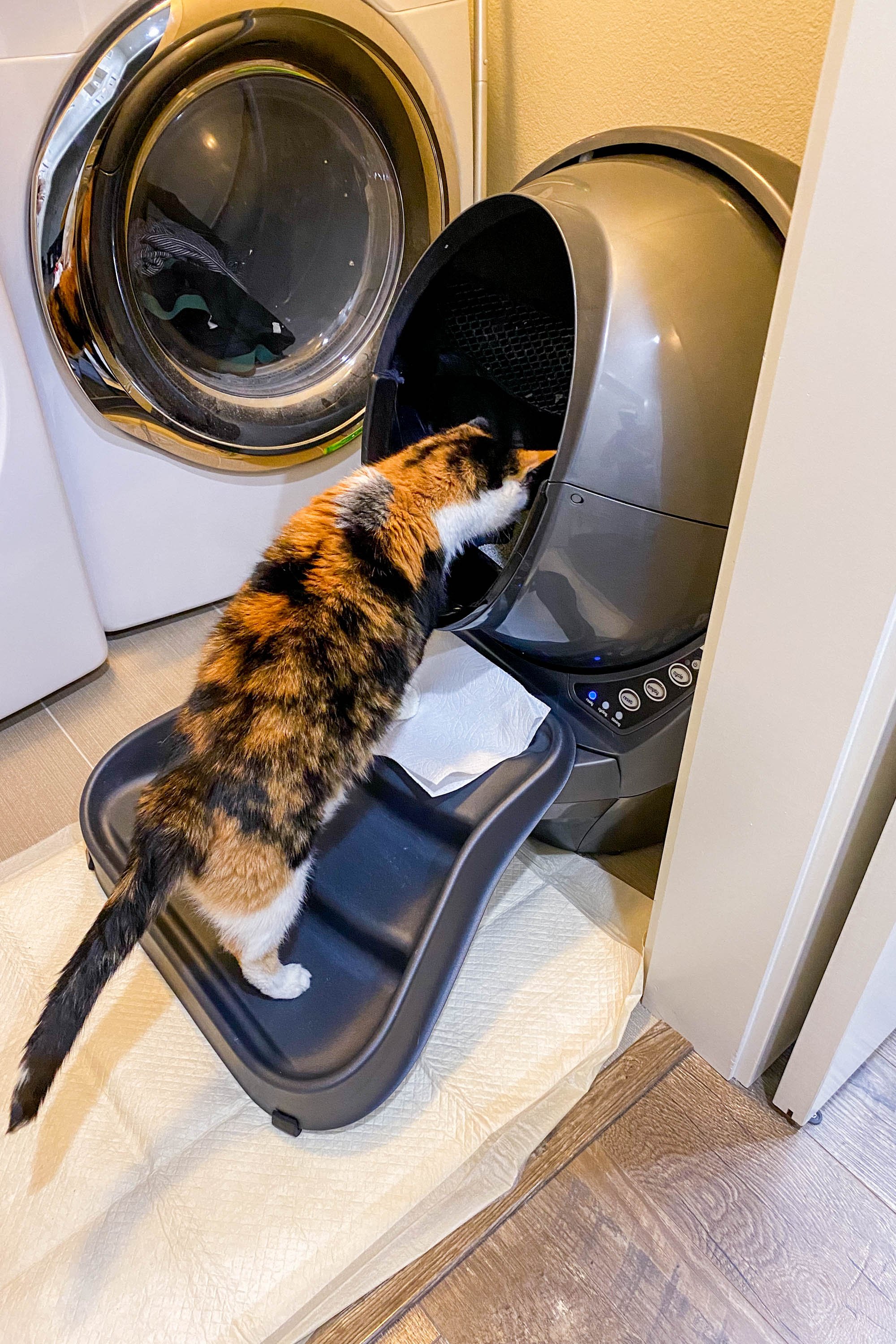 Litter Robot 3 Connect Review 2022 6 Months with 2 Senior Cats